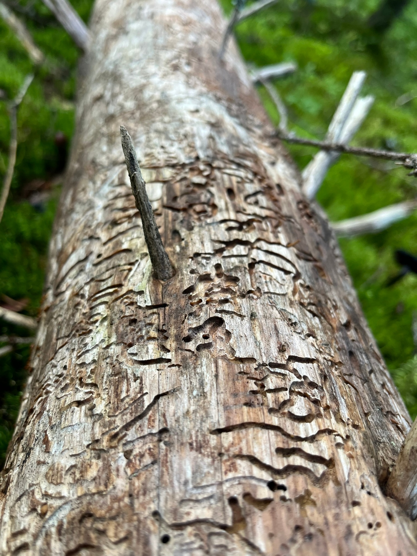 Texture in bark