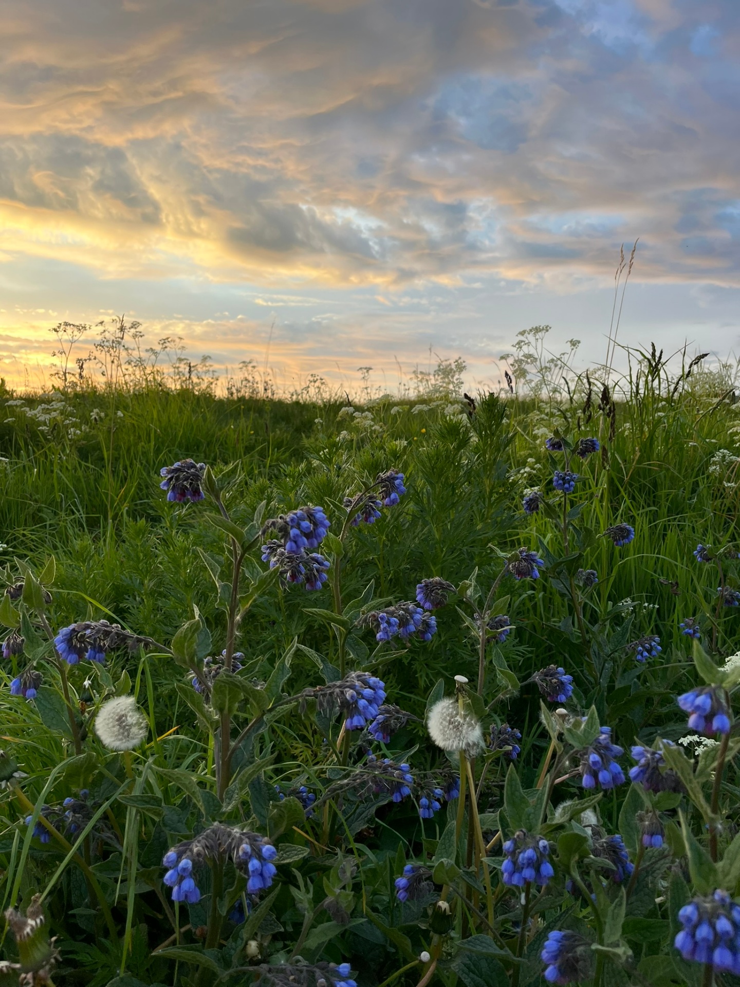 Wildflower meadow
